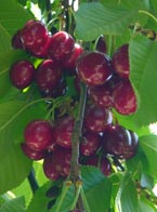 Cerezas